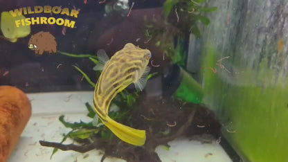 Fahaka Pufferfish (Tetraodon Lineatus)