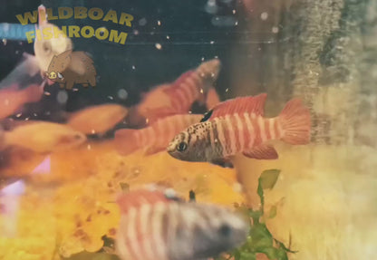 Dario sp. Myanmar (Tiger badis)