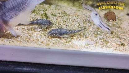 Parotocinclus haroldoi