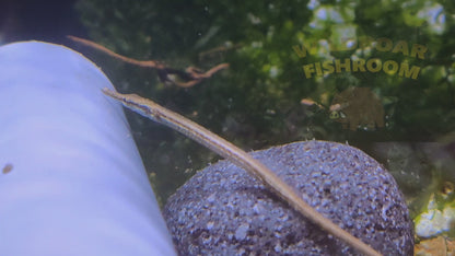Martens’ Pipefish (Doryichthys martensii)