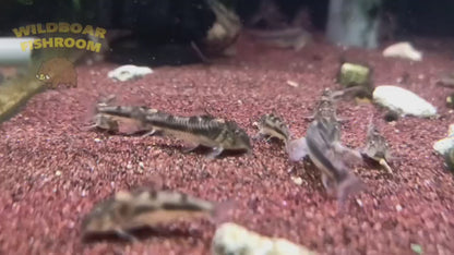 Aspidoras spilotus (C125)