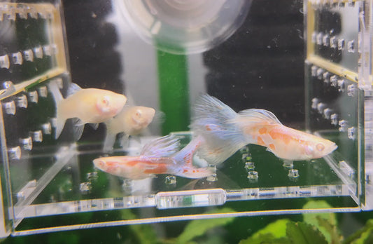 Albino Pink Grass Guppy PAIR