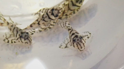 L236sw Pleco