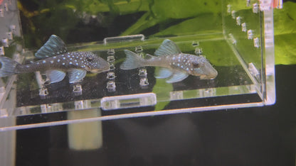 L128 Blue Phantom Pleco