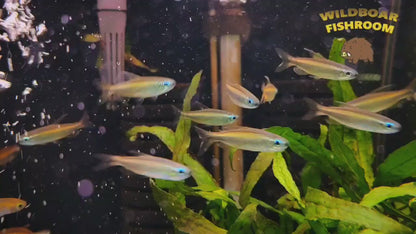 Blue eye congo tetras (Phenacogrammus Aurantiacus)