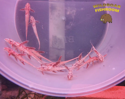 Red lizard Catfish (L010a)