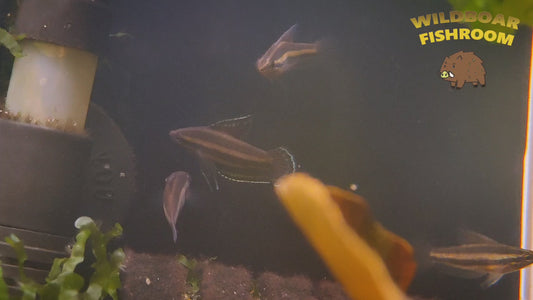 Licorice gourami (Parosphromenus deissneri)