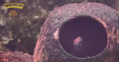 Apistogramma hoignei