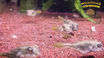 Fahaka Pufferfish (Tetraodon Lineatus)