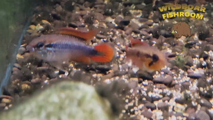 Apistogramma Agassizii ” Double red “