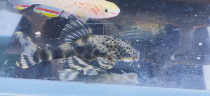 L205 Andes Tiger Pleco
