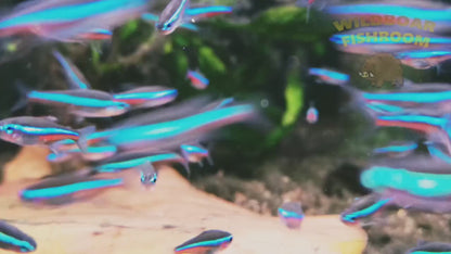 Green Neon Tetra (Paracheirodon simulans)