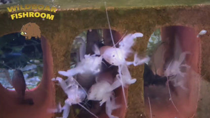 Vampire shrimp (Atya gabonensis)