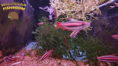 Coral Red Pencilfish