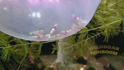 Crystal Red Shrimp (CRS)