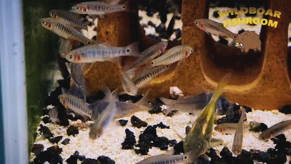 Emerald dwarf rasbora (Microrasbora erythromicron)