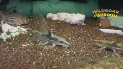 Royal Farlowella Catfish (Sturisoma panamense)