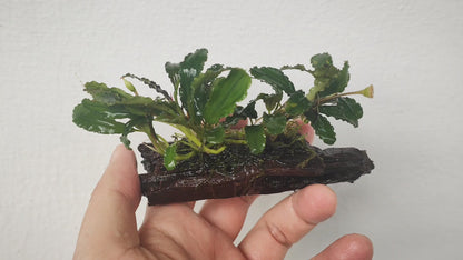 Bucephalandra sp