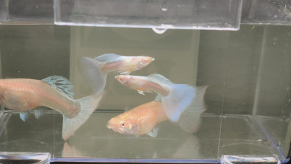 Albino Japan blue Guppy PAIR