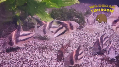 Corydoras CW127