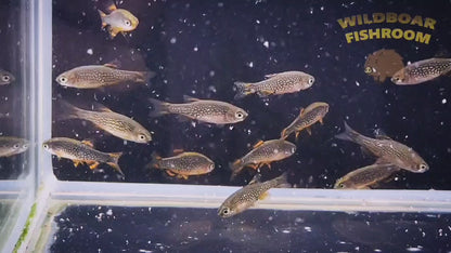 Galaxy Rasbora