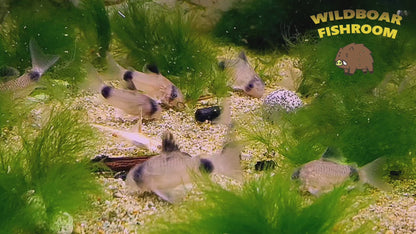 Corydoras Panda