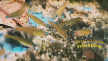 Spotted blue-eye (Pseudomugil gertrudae)