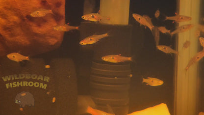 Strawberry rasbora (Boraras naevus)