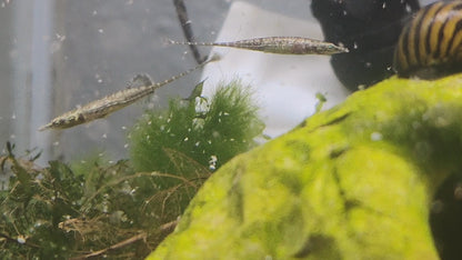 Toothpick fish (indostomus paradoxus)