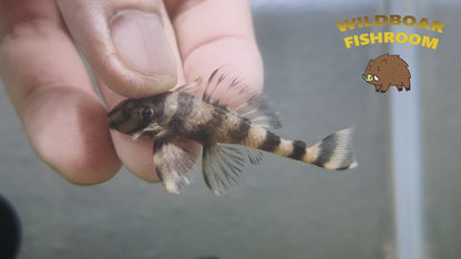 L168 pleco (butterfly)