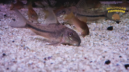 Scleromystax prionotus