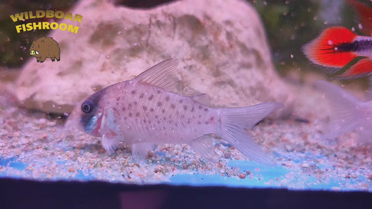 Corydoras sychri