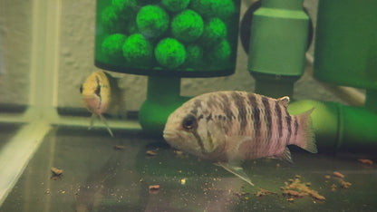 Ivanacara Adoketa (WIld)