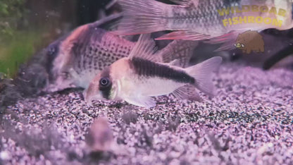 Corydoras CW106