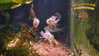 Bolivian ram (Mikrogeophagus altispinosus)