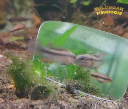 Apistogramma elizabethae