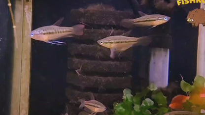 Sparkling gourami (Trichopsis pumila)