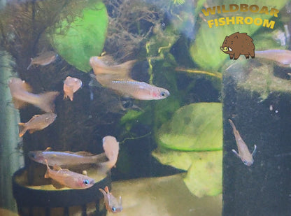 Paska's blue-eye rainbow (Pseudomugil paskai)