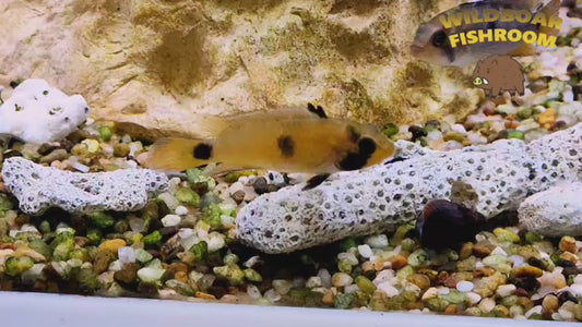 Apistogramma nijsseni