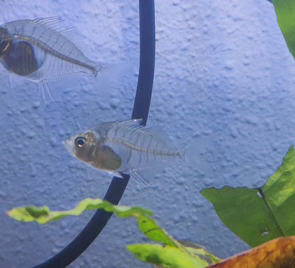 Siamese Glassfish (Parambassis siamensis)