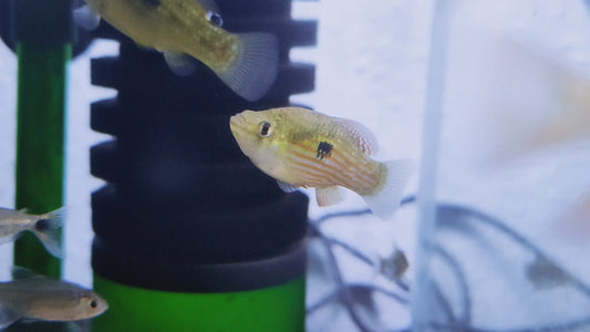 Amercian Flag Fish Trio x 1 (1M 2F)