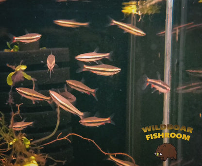 Golden pencilfish (Nannostomus Beckfordi Golden)