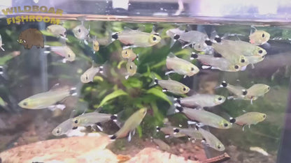 Dawn Tetra (Aphyocharax paraguayensis)