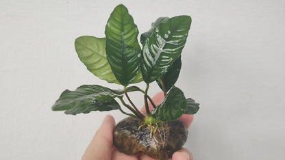 Anubias barteri "coffeefolia"