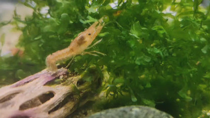 Mexican Dwarf Crayfish (CPO)