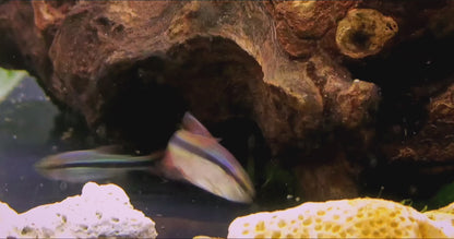 Imperial Lapis (Hyphessobrycon cyanotaenia) * WILD *