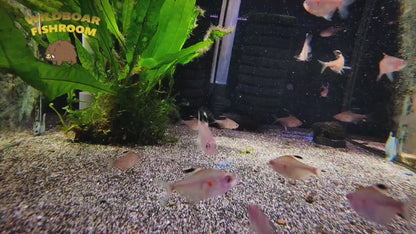 Bleeding heart tetra (Hyphessobrycon erythrostigma)