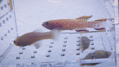 Gardneri gold killifish Pair