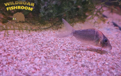Corydoras CW101