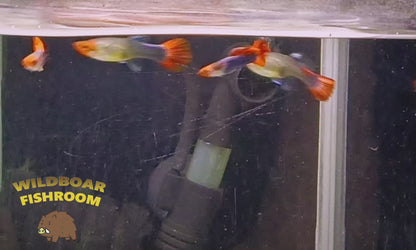 Koi Tuxedo Guppy Pair